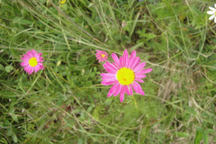 Tanacetum coccineum