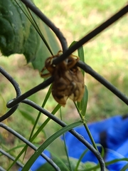 Neotibicen superbus