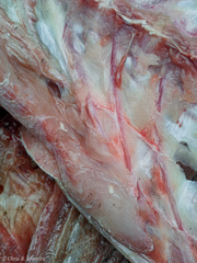 Cestoda