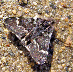 Leucobrephos brephoides