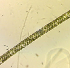 Spirogyra
