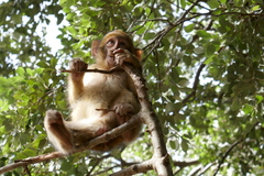 Macaca sylvanus