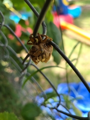 Neotibicen superbus