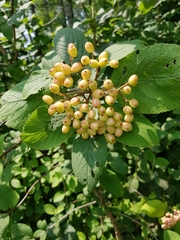 Viburnum carlesii
