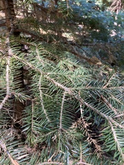 Abies cephalonica