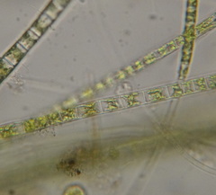 Ulothrix