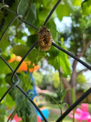 Neotibicen superbus