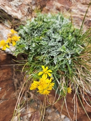 Jacobaea insubrica
