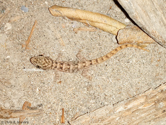 Phyllodactylus reissii