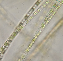 Ulothrix