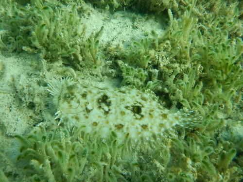 Bothus maculiferus