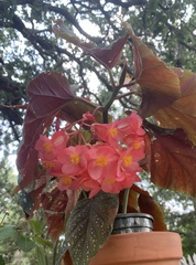 Begonia lucerna
