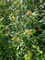 Viburnum carlesii