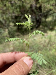 Dalea urceolata