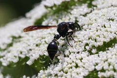 Zethus spinipes spinipes