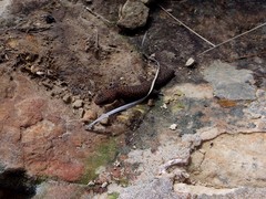 Pachydactylus capensis
