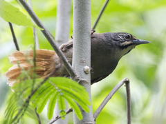 Pheugopedius mystacalis