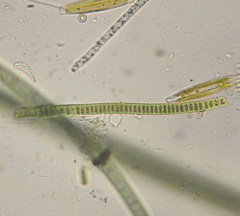 Planktothrix