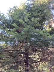 Abies cephalonica
