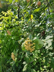 Viburnum carlesii