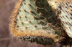Opuntia leucotricha