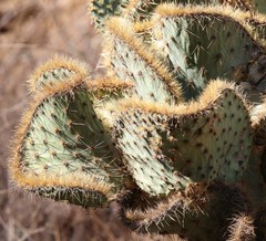 Opuntia leucotricha