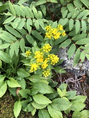Solidago spithamaea