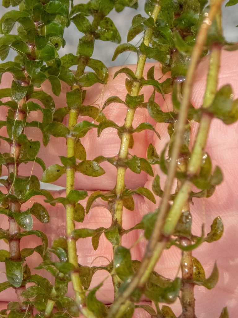 common waterweed (ADIRONDACK RESEARCH GUIDEBOOK) · iNaturalist