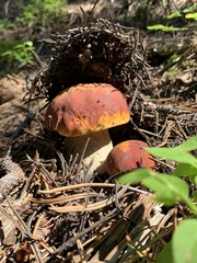 Boletus rubriceps