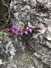 Liatris helleri