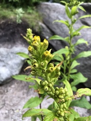 Solidago glomerata