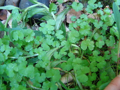 Hydrocotyle heteromeria