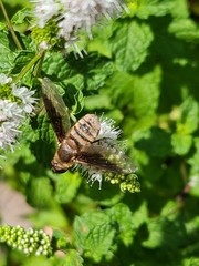 Anthracinae