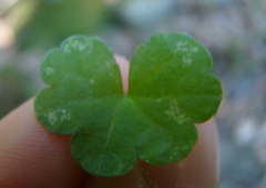 Hydrocotyle heteromeria