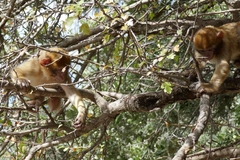 Macaca sylvanus