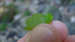 Hydrocotyle heteromeria