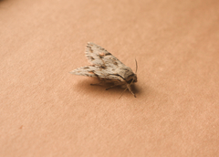 Egira crucialis