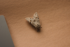 Egira crucialis