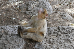 Macaca sylvanus