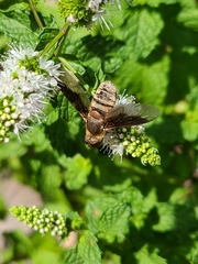 Anthracinae