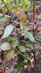 Rubus nemoralis