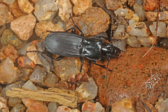 Percus corsicus