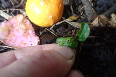 Citrus deliciosa