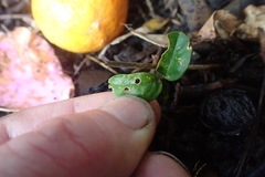 Citrus deliciosa