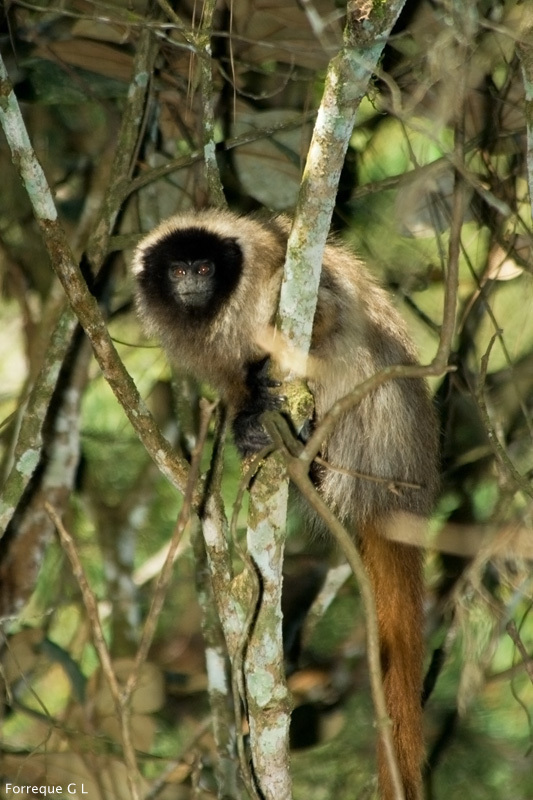 Atlantic Titi