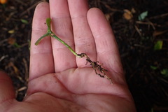 Citrus deliciosa
