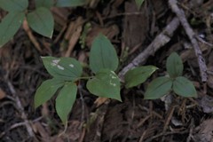 Streptopus streptopoides