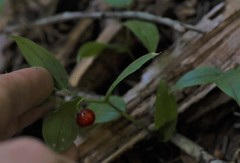 Streptopus streptopoides