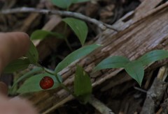 Streptopus streptopoides