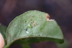 Citrus deliciosa